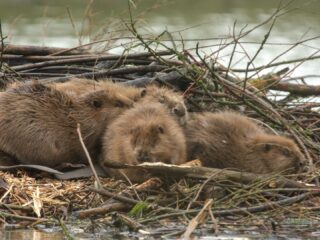 Wat doet de hoogwaterstand met de riviernatuur?