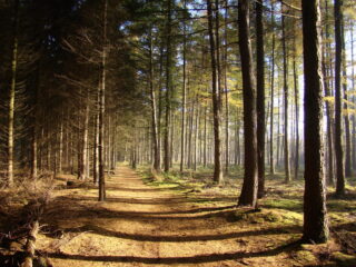 Vanaf een uitkijktoren de toekomst van de natuur zien: 'Hoe mooi zou dat zijn?'