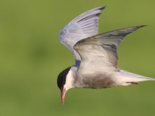 Vogelgriep onder kokmeeuwen bedreigt enige witwangsternkolonie van Nederland