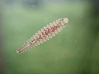 Deze bloedzuiger zuigt schildpadden- en mensenbloed