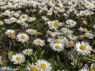 Zo herken je het madeliefje, onze nationale bloem