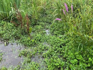 Overstromingsvlaktes zijn van groot ecologisch belang