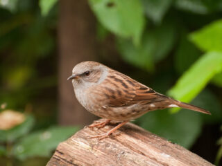 Heggenmus heeft meeste seks van alle zangvogels in Nederland