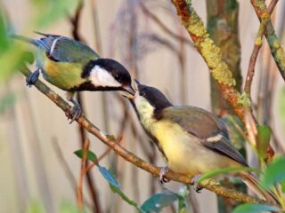 Het roerige leven van jonge vogels
