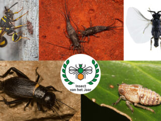 Insect van het jaar 2024 van start: dit zijn de genomineerden