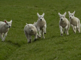 Schaap en mens hebben al eeuwenlang een relatie