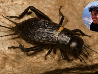 Veldkrekel mag zich het ‘Insect van het Jaar' van 2024 noemen