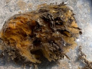 Vlokreeft is exoot in Oosterschelde en heeft enorme impact op natuur