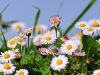 Onze nationale bloem, het madeliefje, is vereeuwigd in een prachtig kunstwerk!