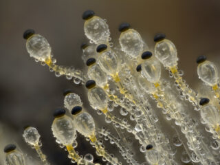 De wonderlijke en grotendeels verborgen wereld van de schimmel
