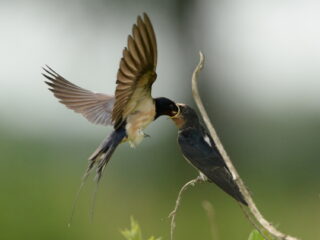 Vogels dienen als inspiratie voor vliegtuigen, voedselconsumptie én verpakkingen