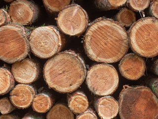 Ontbossing wacht niet: waarom doet Europa dat wel?