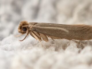 Motten in een oude jas: op zoek naar kledingetende motten
