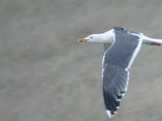 Hoe vliegen meeuwen rondom windturbines? Zenderonderzoek brengt het in kaart