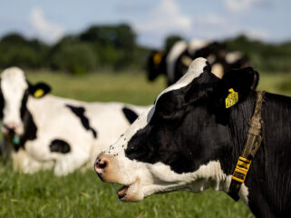 Domper voor natuurvriendelijke boeren in Gelderland