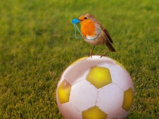 Luister naar 'Natuur langs de lijn'