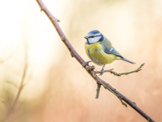 Vogels in de lente en zomer: voeren of niet?
