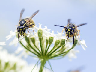 Wespen in de tuin: dit zijn de voordelen