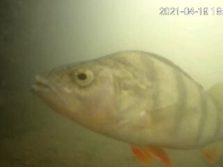 Visdeurbel staat weer aan: zo laat je vissen de Utrechtse wateren betreden