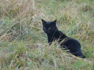 Katten bedreigen op de grond broedende vogels op Texel