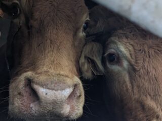 Veetransport kent veel misstanden die nog altijd niet goed bestreden worden