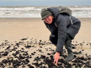 Lege huls van papierkokerworm is zo sterk als perkament: onze stranden liggen ermee bezaaid