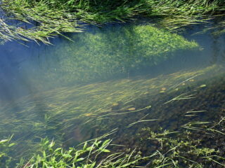 Het gaat niet goed met de waterplanten in Nederland