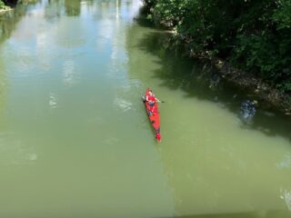 Donau afreizen om de steur te behoeden voor uitsterven