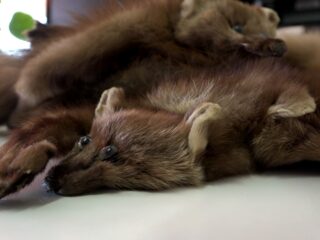 Bont is overal te koop en hoeft niet duur te zijn, ondanks het pelsindustrieverbod in Nederland