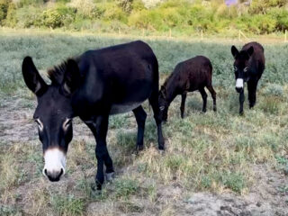 Ezels grazen in Rotterdamse haven