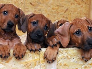 'Illegale dierenhandel steeds groter en intenser': dit onderzoeksteam gaat daar iets aan doen