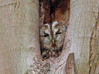 Uil te vinden op Google Maps: 'Met uitsluitend vijf sterren recensies'