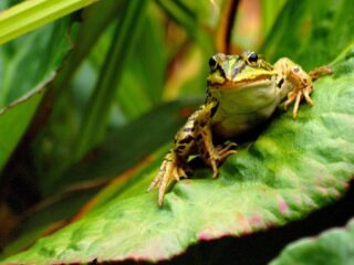 'De gruwelen van de dierenwereld beschrijft ze met onverhuld genoegen'