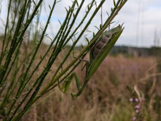 Bidsprinkhaan in Nederland: 'Ik verwacht dat het een blijver is'