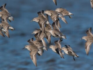 Vogeltrek is weer begonnen: welke vogels verlaten Nederland alweer?