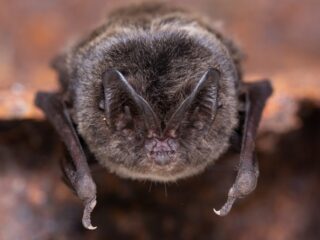 Mopsvleermuis kraamkolonie ontdekt in Nederland