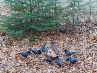 Raaf en wolf werken samen in de jacht