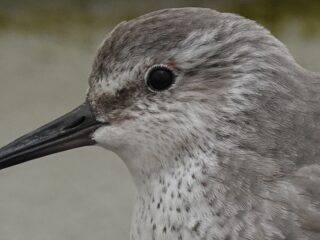 De wereld onderzoeken door de ogen van trekvogels: wetenschap is óók fascinatie