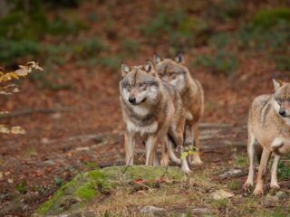 Wolf beïnvloedt Nederlandse natuur op onverwachte manier