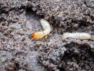 Termieten in Nederland: krijgt schadelijk insect hier voet aan de grond?