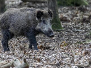 Waarom de dood belangrijk is voor de levende natuur