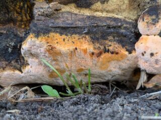 Nieuwe paddenstoel ontdekt op verrassende plek in Nederland