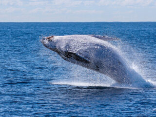 VN-Oceanentop wordt cruciaal