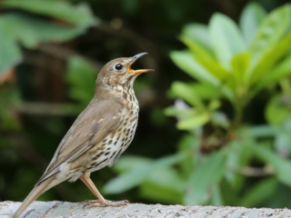 Hoogtepunt van vogelzang in volle gang: deze soorten hoor je in de stad
