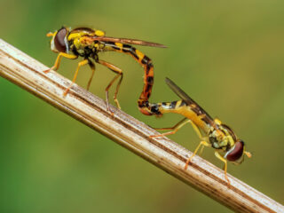 Groot landelijk onderzoek naar bijen en zweefvliegen