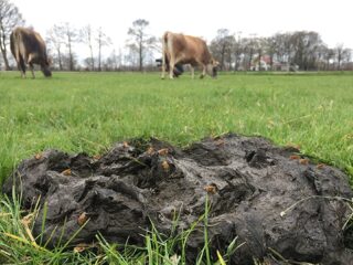 Mestvergisting als oplossing voor landbouw- én energietransitie?