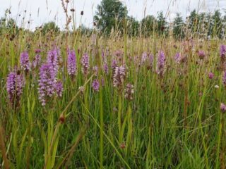 Explosie van orchideeën op Groene Grens