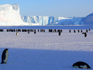 Ticket naar Antarctica: toerisme op een smeltende continent
