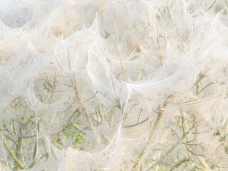 Bomen volledig bedekt met spinsels: dit is niet de eikenprocessierups!