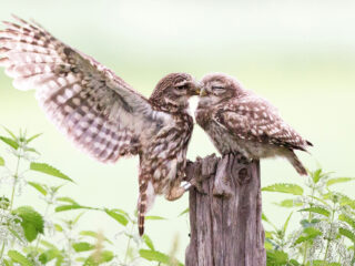 Heb je een (woon) boerderij? Doe de erfcheck!